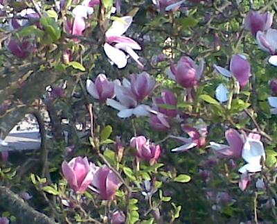 hakans-magnolia-0905